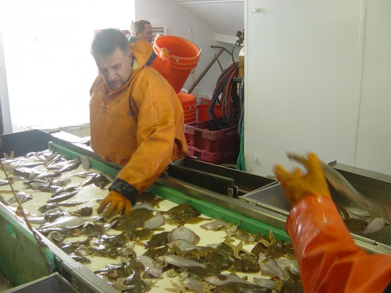 Aanlandplicht ramp voor 80 millimeter-visserij