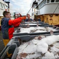 ‘Meer vis en hoger inkomen door hervorming van EU-visserijbeleid'