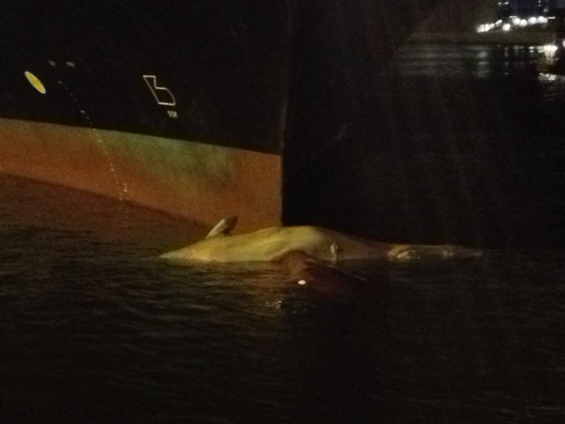 Weer walvis op bulb schip in Rotterdam