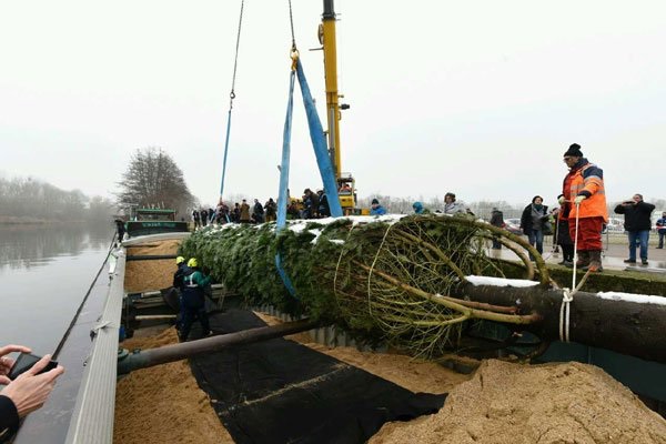 Presidentiële kerstboom weer per schip naar Parijs