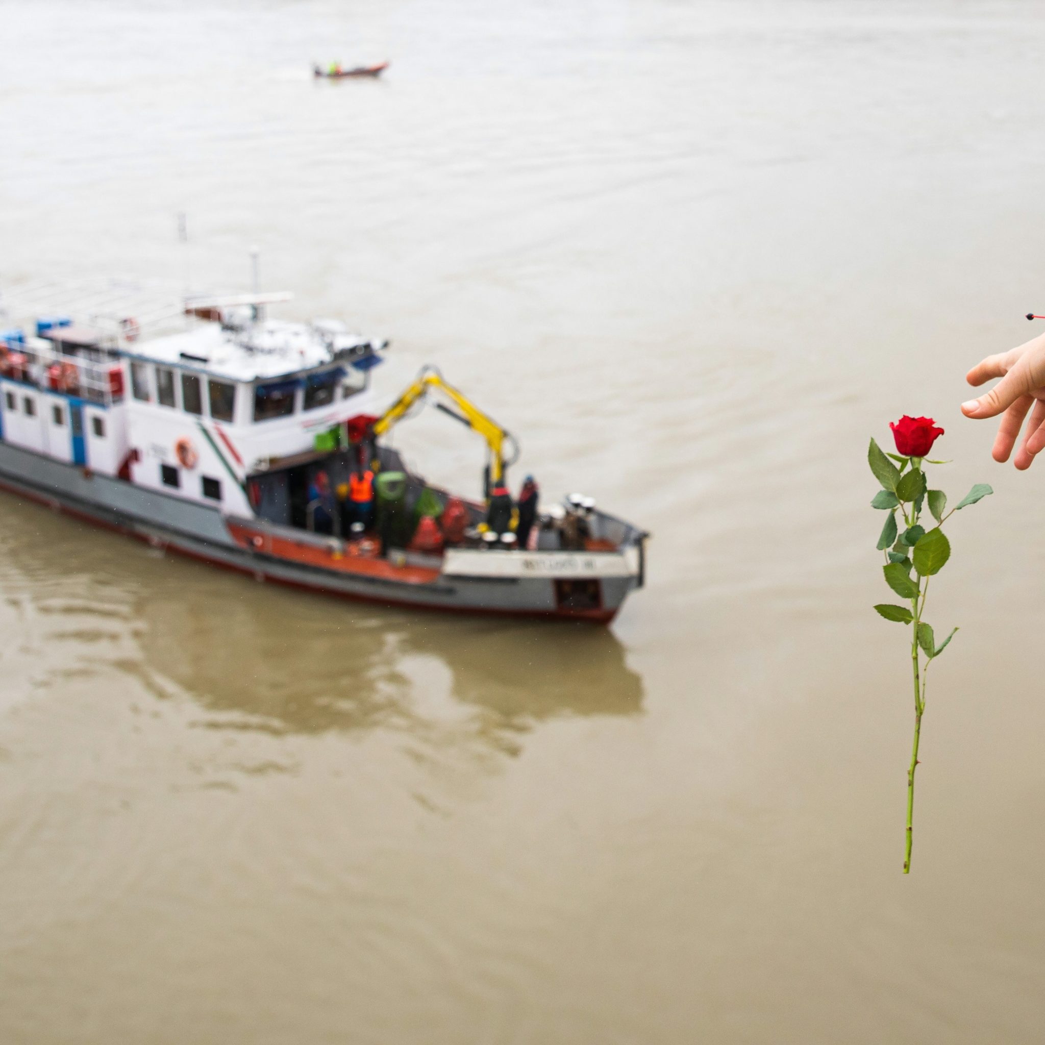 Bij de Margitbrug laat een vrouw een roos in de Donau vallen, waar vermoedelijk 18 opvarenden van een rondvaartboot om het leven kwamen. (Foto EPA/Balazs Mohai)