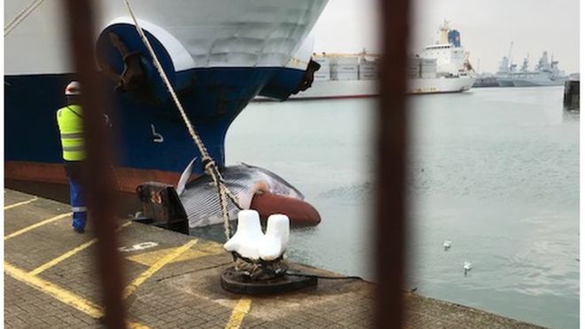 De walvisachtige op de bulb van de Cote d'Ivorian Star. De situatie werd op zee gezien door de bemanning van een loodsboot (foto website BBC)