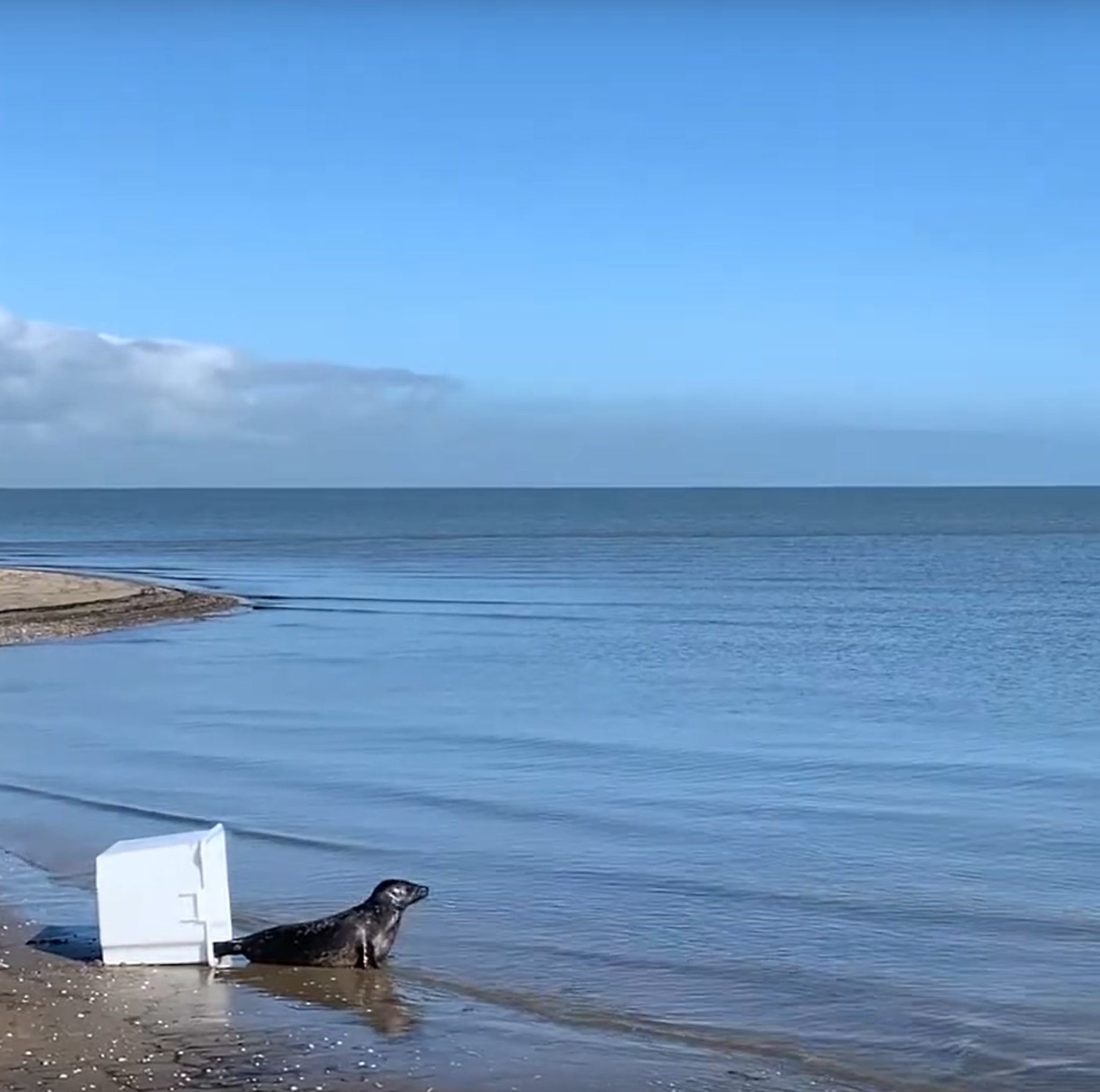 De drie gewone zeehonden doken meteen het water in, de grijze wilden liever eerst op het strand rondkijken. (Foto Ecomare)