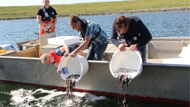 Jonge palingen worden uitgezet op het Grevelingenmeer (foto: Stichting DUPAN)