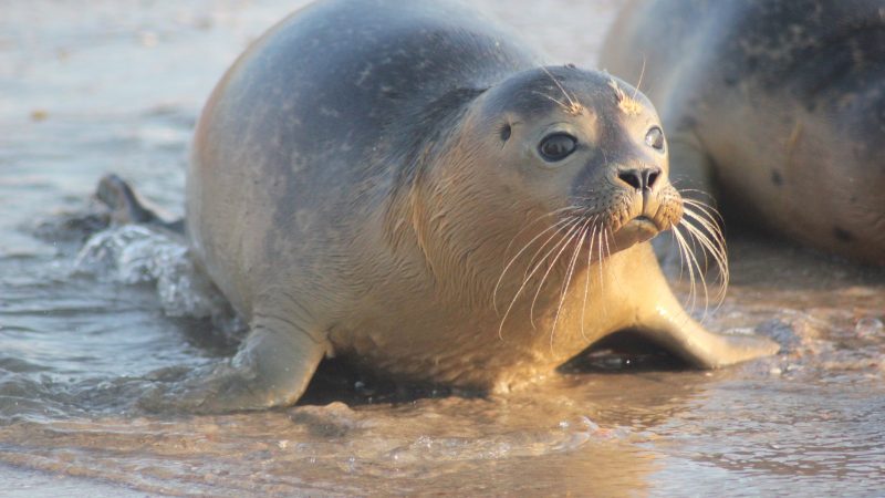 Een zeehondje dat werd vrijgelaten door A Seal uit Stellendam. (Foto A Seal)