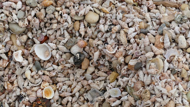 Twee Zeeuwse bedrijven moeten een boete betalen voor het illegaal winnen van schelpen uit de Noordzee. (Foto Wikipedia)
