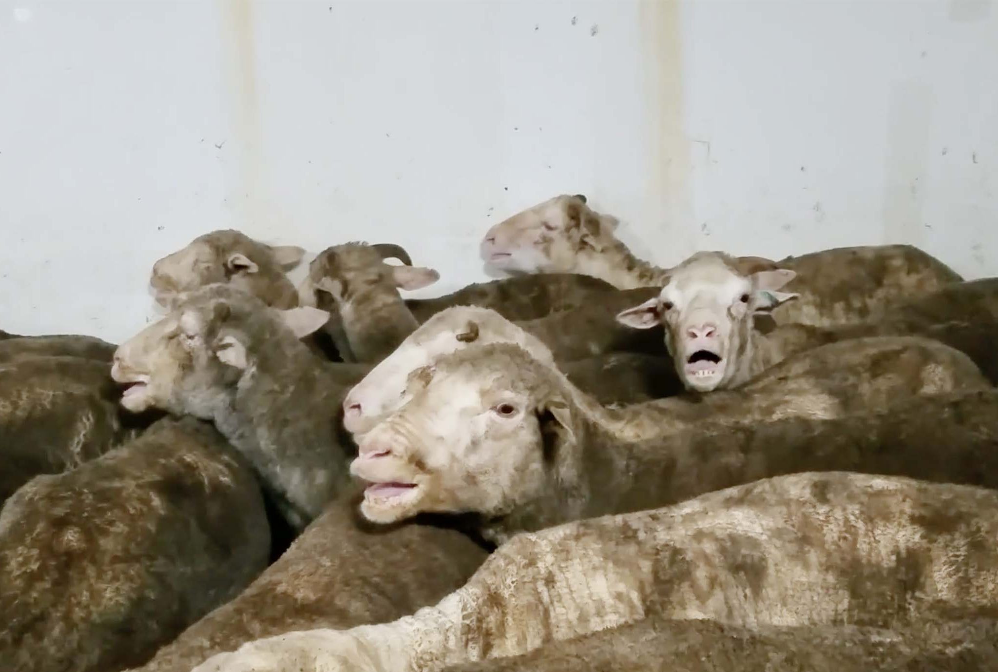 Het duurt nog enkele jaren voor het vervoer van levend vee in Europees verband mogelijk wordt verbonden. Nederland, Duitsland en Luxemburg zijn nu al voorstander van een dergelijk verbod. (Foto uit video Animal Rights)