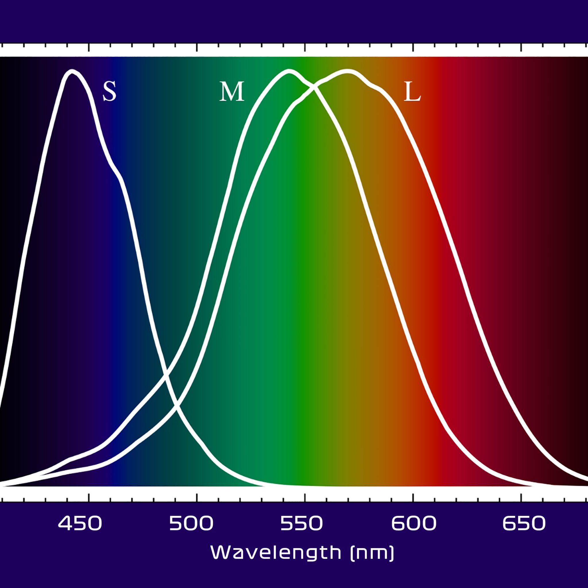 Zoals uit deze grafiek blijkt, hebben de drie kegelreceptoren hun maximum gevoeligheid niet middenin de kleuren blauw, groen en rood. Vooral rood zit er flink naast.
