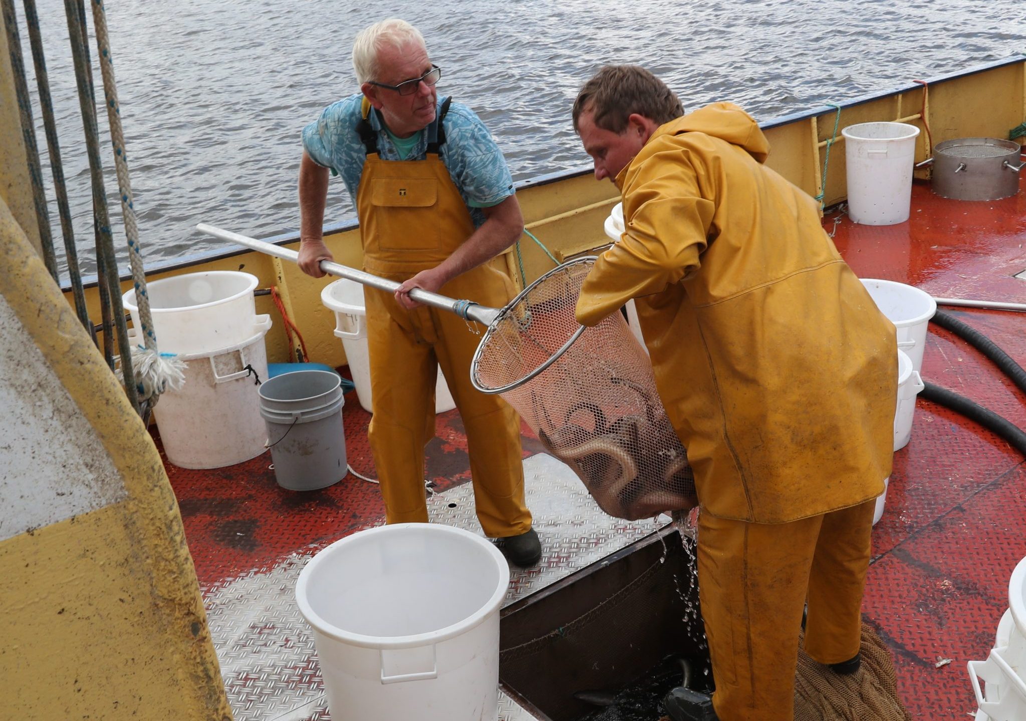 Vissers uit Enkhuizen halen de paling uit de bun van hun schip voor verkoop op de IJsselmeervisafslag in Urk.